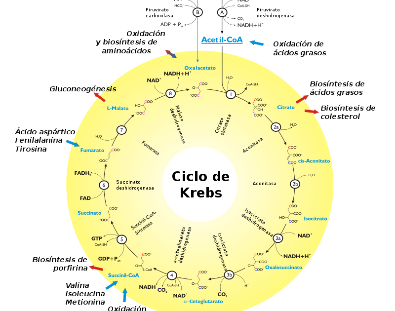 Bioquímica: Ciclo de Krebs